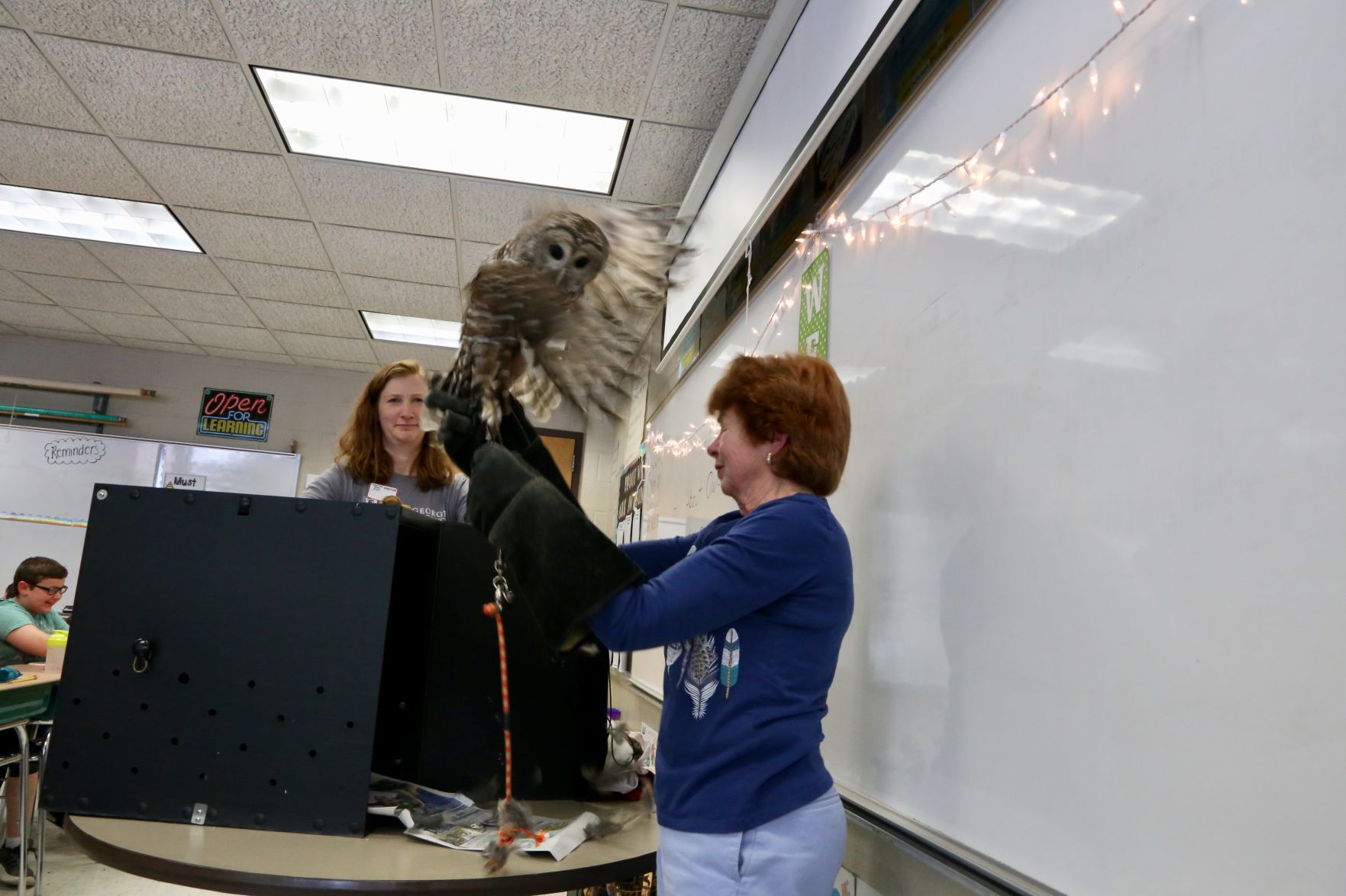 Owl presentation